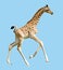 Isolated baby giraffe running