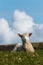 Isolated baby lamb against blue sky