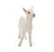 Isolated baby milk goat