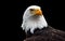 An Isolated Bald Eagle