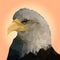 Isolated bald eagle on background,Low poly head of falcon,Vector illustration