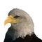 Isolated bald eagle on white background,Low poly head of falcon,Vector illustration