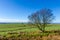 Isolated bare tree with farm fields Anglezarke West Pennine Moors Lancashire