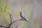 Isolated Barn Swallow Hirundo rustica in a bird hide in Pilanesberg national park