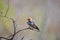 Isolated Barn Swallow Hirundo rustica in a bird hide in Pilanesberg national park