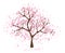 Isolated beautiful cherry blossom tree