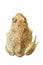 Isolated beautiful garlic toad