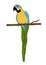 isolated beautiful macaw parrot bird vector illustration