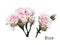 Isolated beautiful softness pink rose flowers with bud, stems and leaves