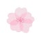 Isolated beautiful tender watercolor sakura flower with light pink transparent petals