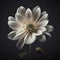 Isolated beautiful white flower on black background.