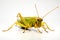 Isolated beauty Conehead Grasshopper, Ruspolia nitidula, on white backdrop