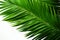 Isolated beauty Palm tree leaves showcase vivid green on white