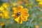 Isolated bee collecting pollen from a daisy