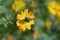 Isolated bee collecting pollen from a daisy