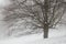 Isolated beech tree on the for, winter landscape with snow