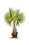 Isolated betel palm tree on white background