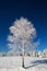 Isolated birch tree covered with fresh snow