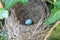 An isolated bird egg in a nest