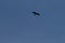 An isolated bird flying in the blue sky