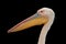 Isolated on black background, portrait of Great white pelican, Pelecanus onocrotalus , huge pelican with enormous pink and yellow