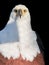 Isolated on black background, vertical portrait of adult African fish eagle, Haliaeetus vocifer. Direct view. Eagle eye. Close up