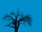 An isolated black bare leafless tree silhouette against cloudless blue sky background illustration. Decorative element.