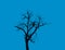 An isolated black bare leafless tree silhouette against cloudless blue sky background illustration. Decorative element.