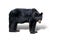 Isolated black bear