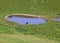 isolated black cow drinking in the pond in the middle of the mou