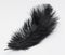 Isolated Black Feather