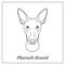 Isolated black outline head of pharaoh hound on white background. Line cartoon breed dog portrait.