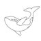 Isolated black outline orca whale on white background. Killer whale. Line sea animal