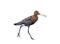 Isolated Black-tailed Godwit Over White