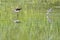 Isolated black-winged stilt looking at you