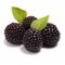 Isolated Blackberries With Leaves On White Background