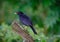 Isolated Blackbird seen perched on top of a cut branch in a garden setting.