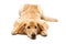 Isolated blond hovawart puppy. Studio shot of a cute Hovawart puppy. golden retriever puppy
