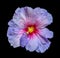 Isolated blooming open blue red hibiscus blossom on black