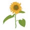 Isolated blooming sunflower vector illustration