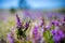 Isolated blooming violet heather in field