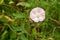 Isolated blooming wild flowers growing near the wooded path