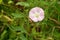 Isolated blooming wild flowers growing near the wooded path