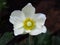 An Isolated Blooming Wood Anemone, Anemone Nemorosa on blurred dark background. Beautiful summer white park garden flower.