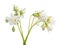 Isolated blossoming pure white flowers of potato plant