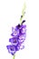 Isolated blossoming vivid purple violet huge gladiolus flowers close up in vertical form