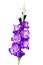 Isolated blossoming vivid purple violet huge gladiolus flowers close up in vertical format.