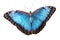 Isolated blue morpho menelaus Butterfly