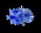 Isolated blue open iris blossom with rain water droplets on black background