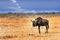 Isolated Blue Wildebeest walking across the Etosha Pan in Namibia, Southern Africa